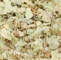 tilleul Bractée