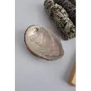 Coquille d'ormeau 1 pièce