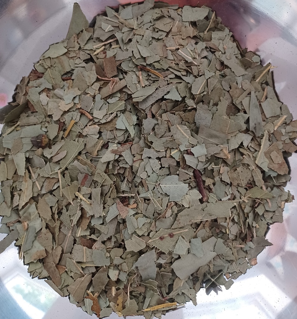 eucalyptus globuleux Fe