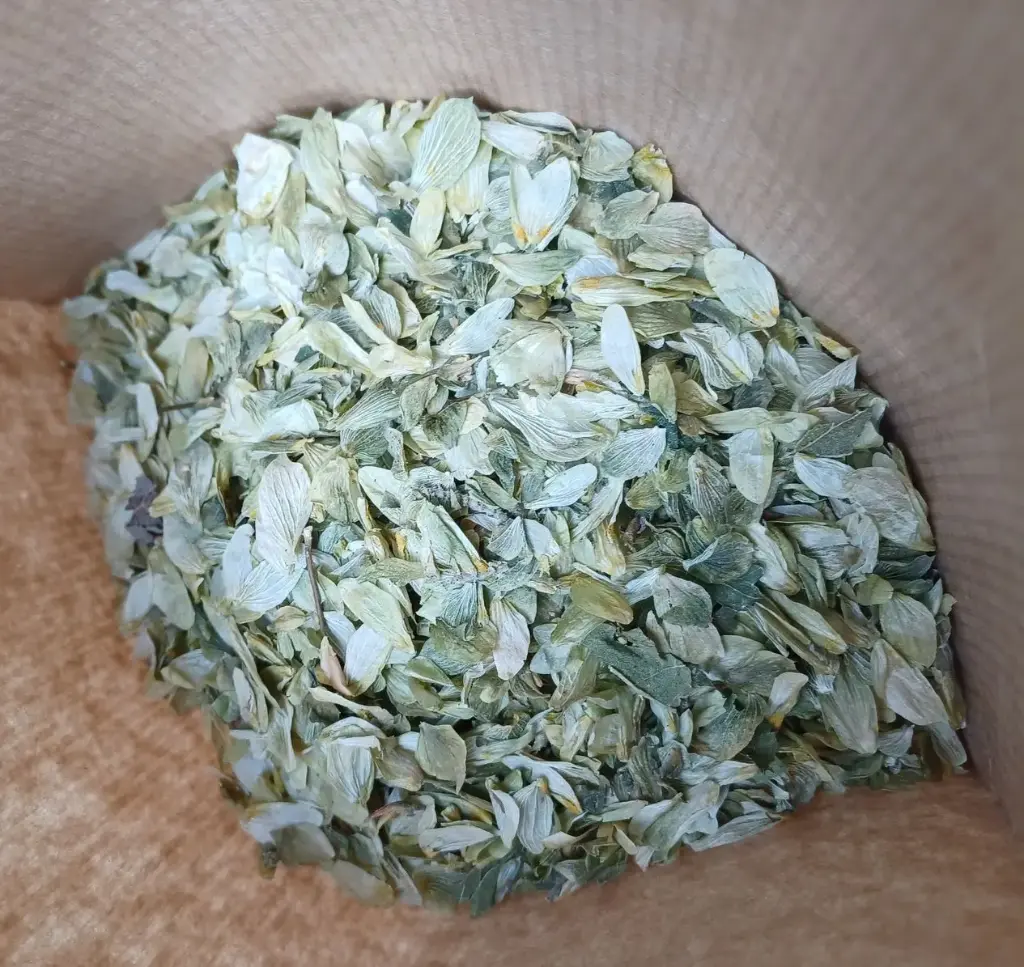 houblon cône