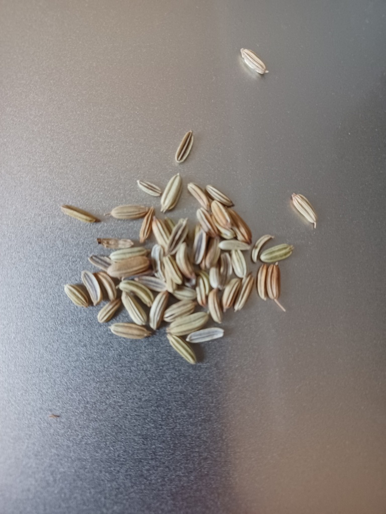 fenouil doux estragol bas Se