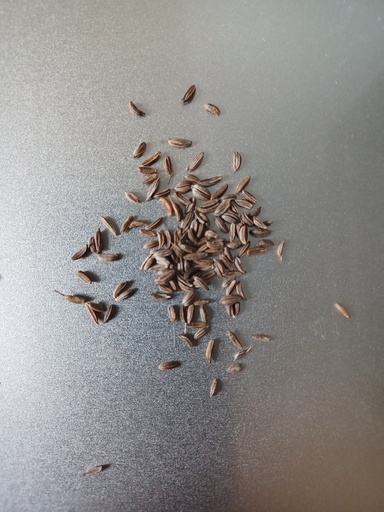 [PS030122B] carvi Se