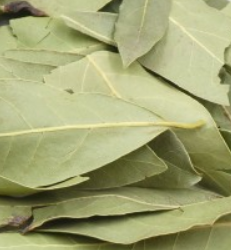 [PS120121C] laurier Fe