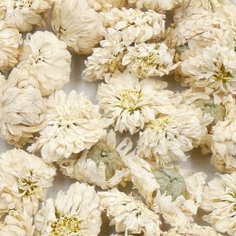 [PS03011815A] camomille romaine Fl