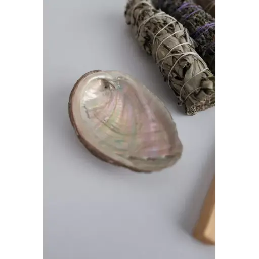 [BF004] Coquille d'ormeau 1 pièce